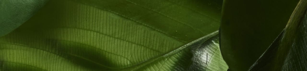Bahan - bahan alami terbaik untuk perawatan rambut & kulit kepala